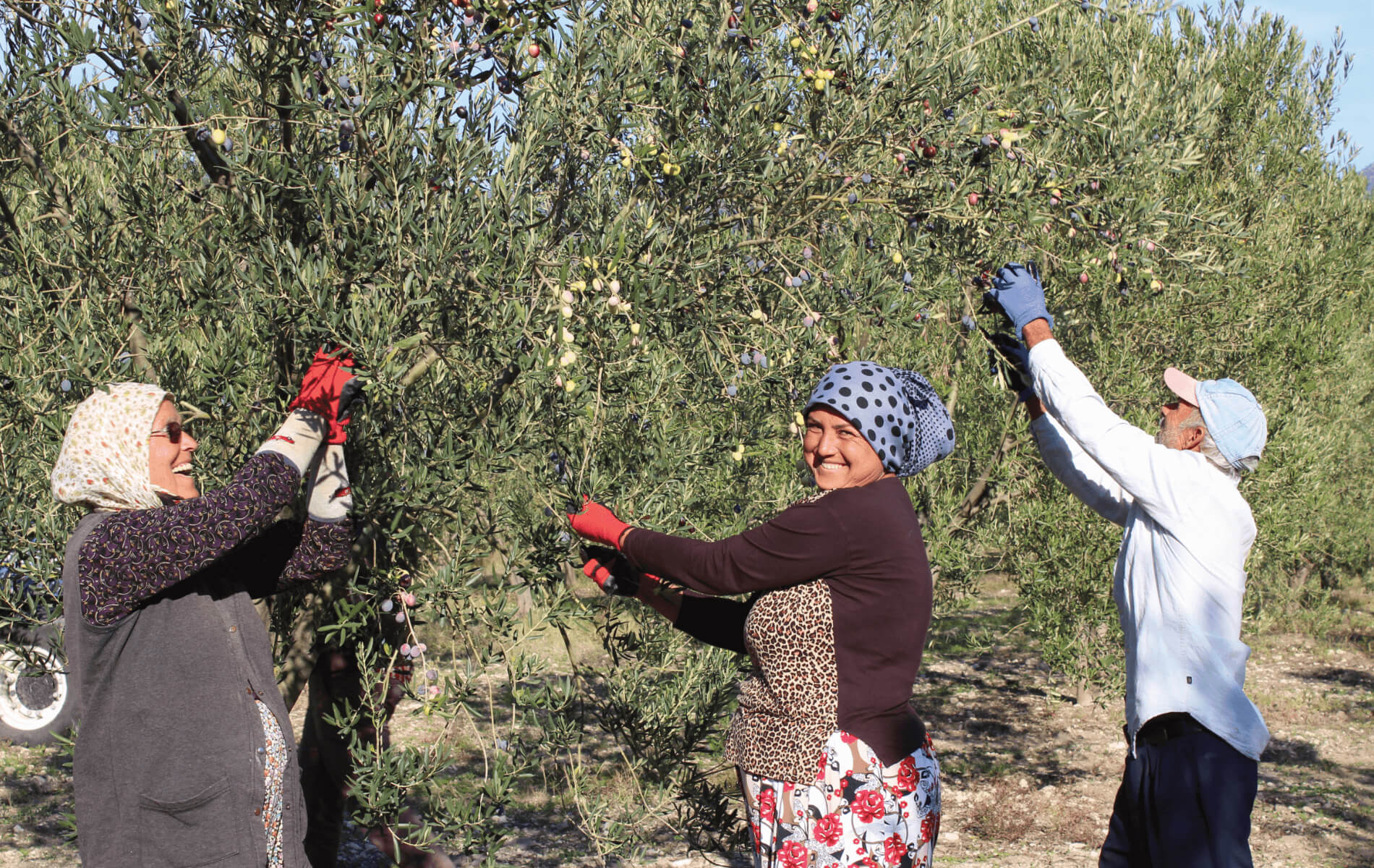Zeytin bahçesinde hasat yapan çalışanlar